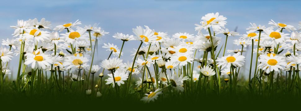 Flores El Jardín del Ciprés banner 1